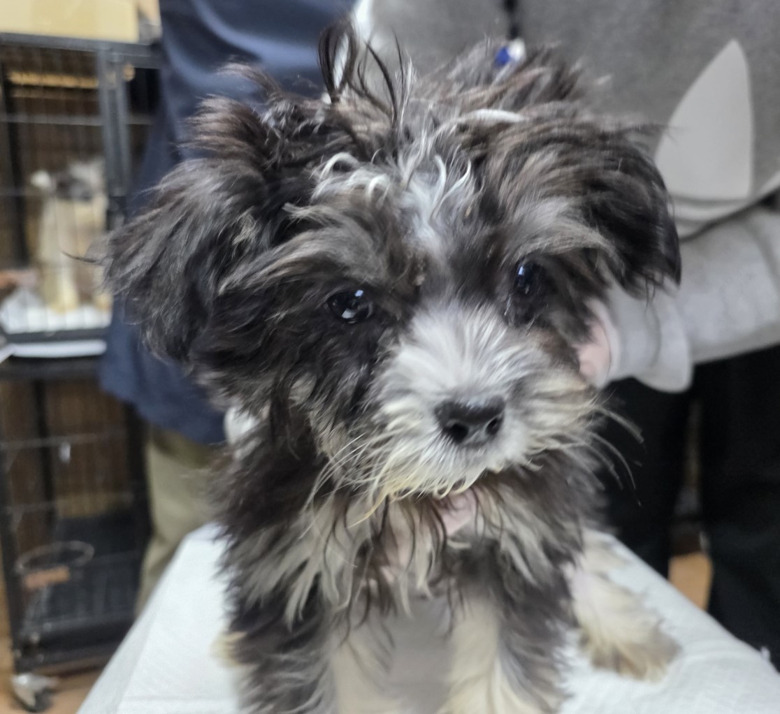 종료(기증) 믹스견…